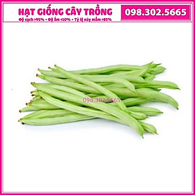 Hạt giống đậu cove tứ quý F1 cao sản chịu lạnh, kháng sâu bệnh,  chất lượng tốt, năng suất cao