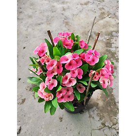 Cây giống Xương Rồng Bát Tiên - CayGiongTot