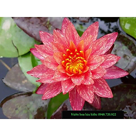 Mua Cây hoa súng đỏ Wanvisa