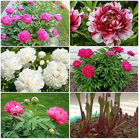 Mua COMBO 3 củ hoa mẫu đơn ngũ sắc đại đóa- CỦ GIỐNG