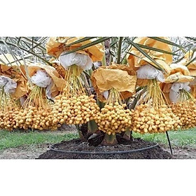 Mua CÂY GIỐNG CHÀ LÀ SIÊU LÙN TRÁI TO QUẢ NGỌT