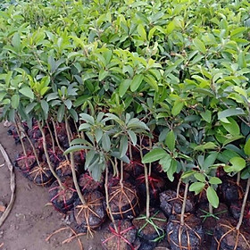 Mua Cây hồng xiêm xoài cây cao to  bầu to