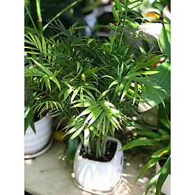 Cây cau để bàn trang trí
