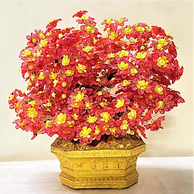 Mua Cây Hoa Đỏ Trang Trí Nhà Cửa