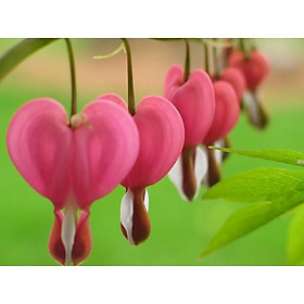 Mua CHẬU CÂY GIỐNG HOA TIGON-LOÀI HOA SIÊU ĐẸP CÓ MÙI THƠM NHẸ