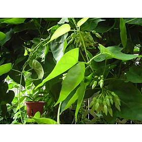 Mua Cây thiên lý (Cây giống khỏe)