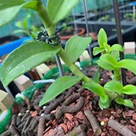 Hoa phong lan phi điệp - ngọc viễn đông