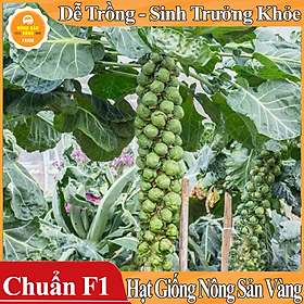 Hạt giống Bắp Cải Tí Hon Xanh ( Gói 100 hạt ) - Nông Sản Vàng