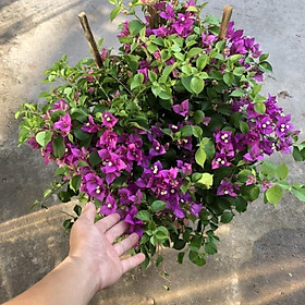 Mua Cây hoa giấy tím huế lá nhỏ đang hoa cao 60 cm (ảnh thật)