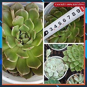 Cây Giống - Cây Sen đá Đường Kính 11cm Siêu Đẹp SAMSON GARDEN