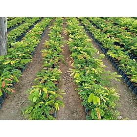 Mua CÂY GIỐNG GIỐNG CẨM LAI rừng. .   frEEship Extra + hoàn xu Extra +  