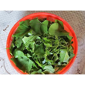 CHUẨN Dây bình bát làm giống 10 dây