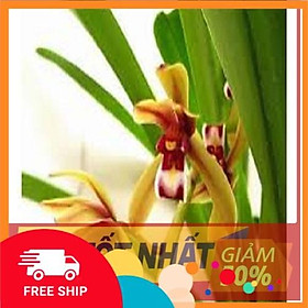 Mua Hoa lan kiếm  1 THÂN HOA LAN KIẾM TIÊN VŨ HÀNG RỪNG cây đẹp sản phẩm mới
