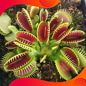 Mua 01 Gói Hạt Giống Cây Ăn Thịt