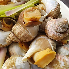 Ốc Bulot Pháp
