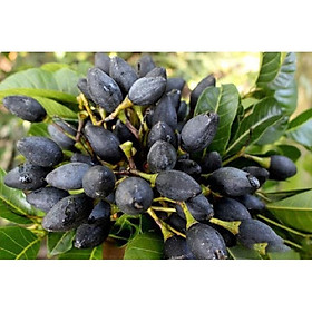 Mua Cây TRÁM ĐEN ghép  cây to khỏe  siêu sai quả giá trị kinh tế cao NHANH SIÊU QUẢ CHUẨN GIỐNG