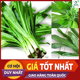 Mua 43A GÓI 50 HẠT GIỐNG RAU MÙI TÀU(NGÒ GAI)