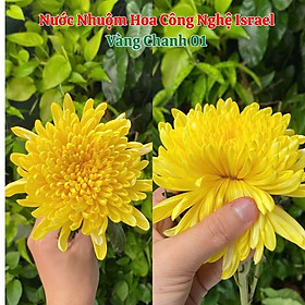 Nước Màu Nhuộm Hoa Tươi Cao Cấp Nhập Khẩu (Chai 1 Lít hoàn chỉnh nhuộm 250 cành) Color Premium For Fresh Flowers