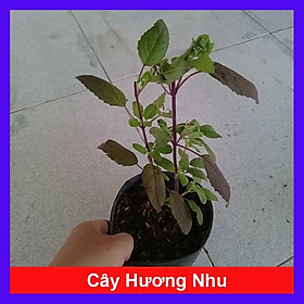 Cây Hương Nhu - cây cảnh trong nhà + tặng phân bón cho cây