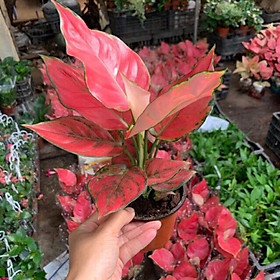 Mua Cây Hồng phát Lộc  cây vạn Lộc lá đỏ Mua 3 tặng 1 cây bất kì