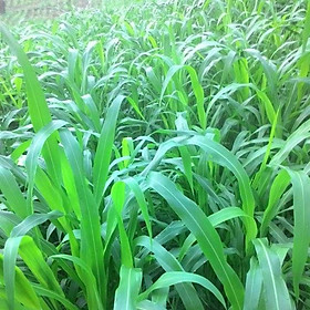 Hạt giống cỏ chăn nuôi Sudan lai 100g