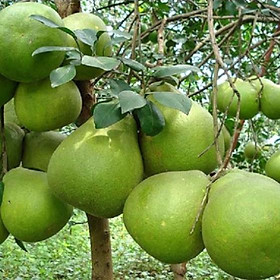 Mua Cây BƯỞI TÂN TRIỀU ...