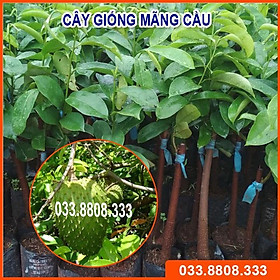 CÂY GIỐNG MÃN CẦU GAI QUẢ TO IT HẠT - CÂY KHỎE ĐẸP