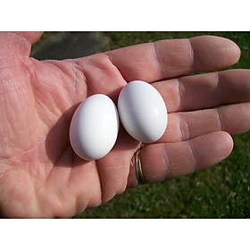 Combo 30 trứng nước cho chim bồ câu