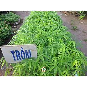 Mua CÂY GIỐNG TRÔM LẤY MỦ