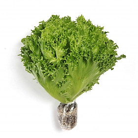 XÀ LÁCH THỦY TINH THỦY CANH JOLLY