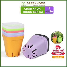Bộ 5 Chậu nhựa trồng sen đá ,xương rồng, 7x7cm, màu sắc hiện đại