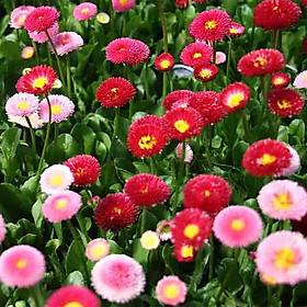 Hạt giống hoa cúc Daisy - cúc Bellis nhiều màu VTP71