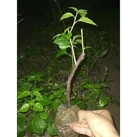 Mua Cây giống hoa giấy nhiều màu