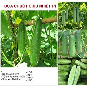 Mua Dưa chuột chịu nhiệt (dưa chuột Thái) F1 – 10Hạt/gói