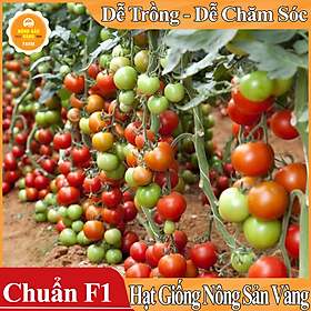 Mua Hạt giống Cà Chua Leo Giàn ( Gói 20 Hạt ) - Nông Sản Vàng