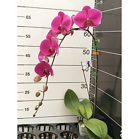 Hồ Điệp Size Chậu 3.5 - (8-12) bông/ Vòi - Mix Màu