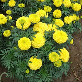 Hạt giống hoa Vạn Thọ vàng chanh Lở F1 ( 30 hạt - Chiều cao Dạng cây Lở 50cm - 60cm )
