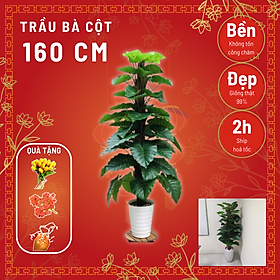 Cây Trầu Bà Cột Giả Cao 1M6