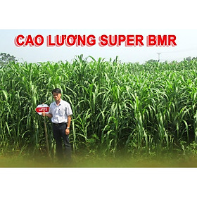 Hạt giống cỏ Sudan Super BMR - Cỏ Ngô (gói 100g)