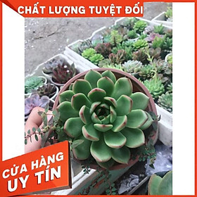 Sen đá viền lửa size đai kèm chậu sứ trắng Nhiều Người Mua