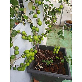 Mua Cây giống Táo Đào Vàng cây giống chuẩn hàng F1 sai quả  năng suất cao