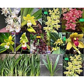 Lan kiếm Thái Lan, Thân Kiếm THÁI LAN, Thân khỏe to đẹp hoa xổ số
