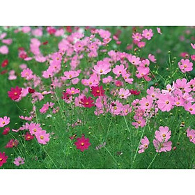 Mua Hạt giống hoa sao nhái mix (cúc cánh bướm) 50 hạt
