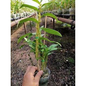 Mua hoa phong lan dendro xuân