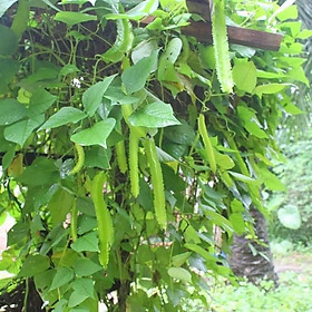 Mua Hạt Giống Đậu Rồng Tứ Quý 510AQ (5gr)