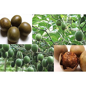 Mua 1 BỊCH QUẢ LA HÁN KHÔ  HÀNG LOẠI 1  CAM KẾT CHẤT LƯỢNG