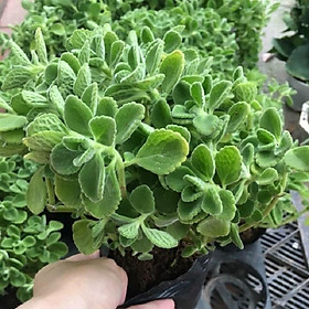 Mua CHẬU CÂY NHẤT MẠT HƯƠNG (SEN ĐÁ LÁ THƠM )  XUA ĐUỔI MUỖI