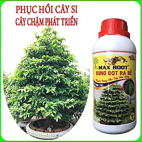 Mua Max Root bung đọt ra rễ mai vàng   phục hồi cây si cực hiệu quả ( chai 500ml )