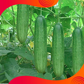 Mua 02 Gói Hạt GIống Dưa Chuột Chịu Nhiệt