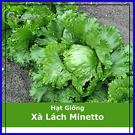 Mua Hạt Giống Xà Lách Minetto